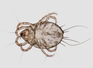 Dust mite under microscope â€” why Lynchburg's humidity makes air duct maintenance critical